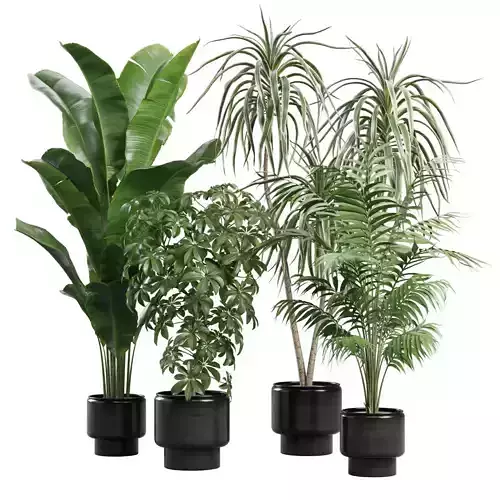 Indoor Plants Pack 70