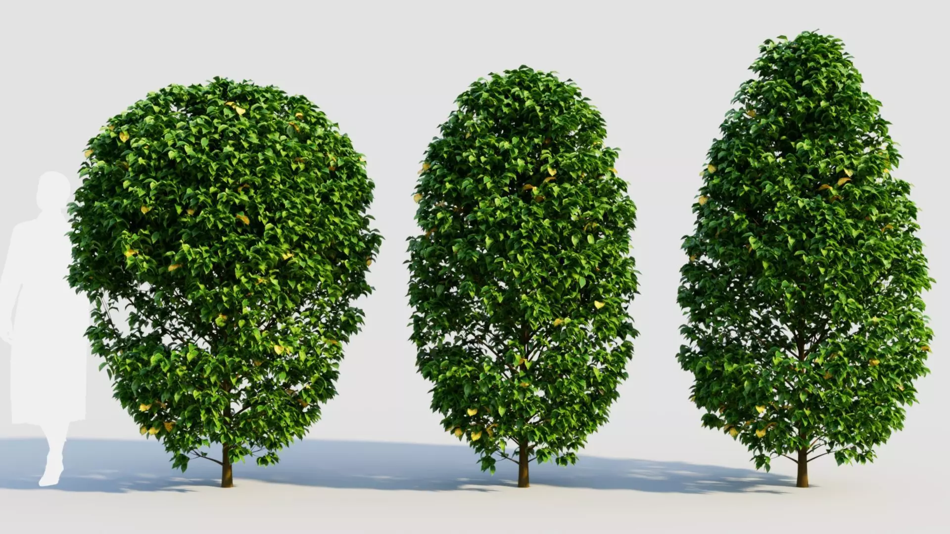 Carpinus betulus a 3D model