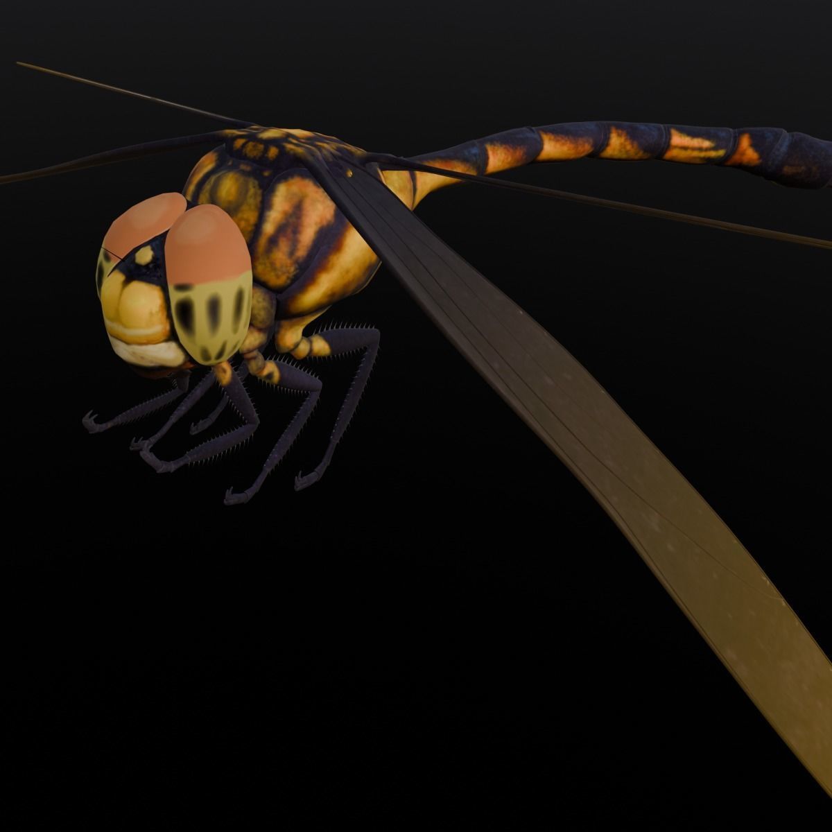 Dragonfly Animated 3D Model Low-poly 3D model_13