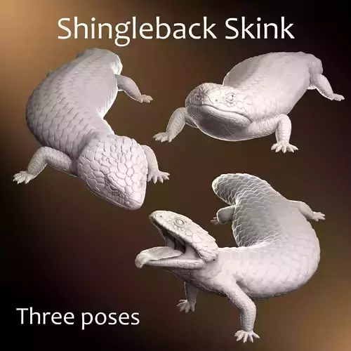 Shingleback Skink - Tiliqua rugosa 3D Print Model 3D print model