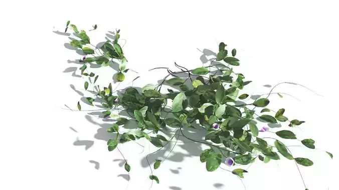 EVERYPlant Beach Morning Glory LowPoly 3 --14 Models-- Low-poly 3D model