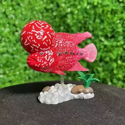 FLOWER HORN FISH - FLOWERHORN CICHLID