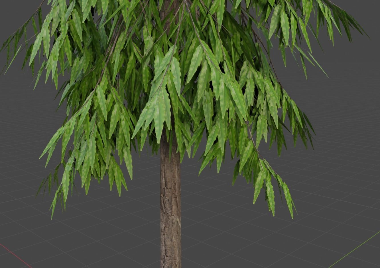 polygonia longifolium Plant 3D model - Asopalav Tree 3D model 3D model_3