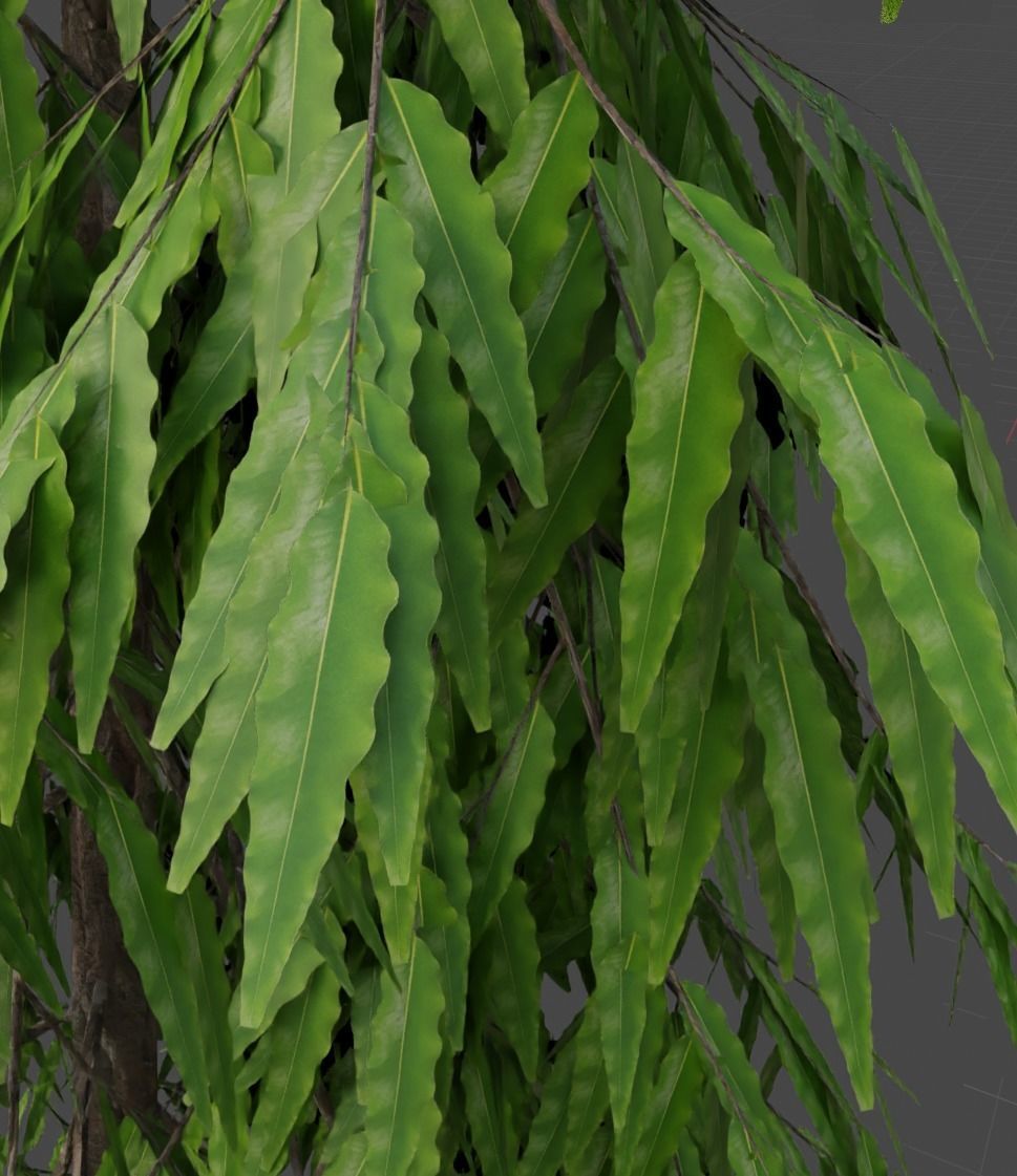 polygonia longifolium Plant 3D model - Asopalav Tree 3D model 3D model_2