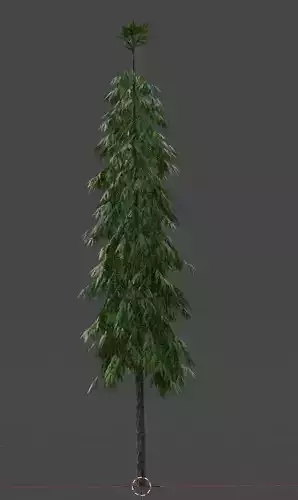 polygonia longifolium Plant 3D model - Asopalav Tree 3D model