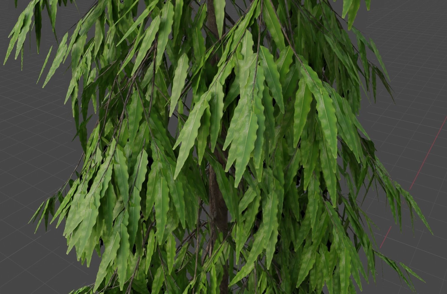 polygonia longifolium Plant 3D model - Asopalav Tree 3D model 3D model_1