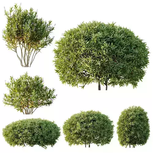 Phillyrea Angustifolia Rosemarinifolia and Oleander 3D model
