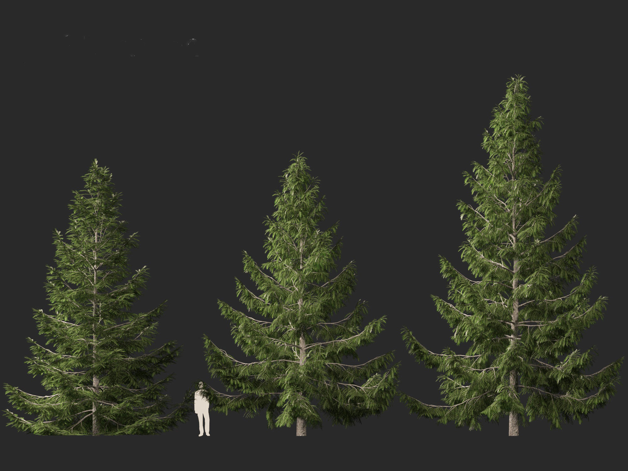 Tsuga heterophylla - Western hemlock 3D model_4