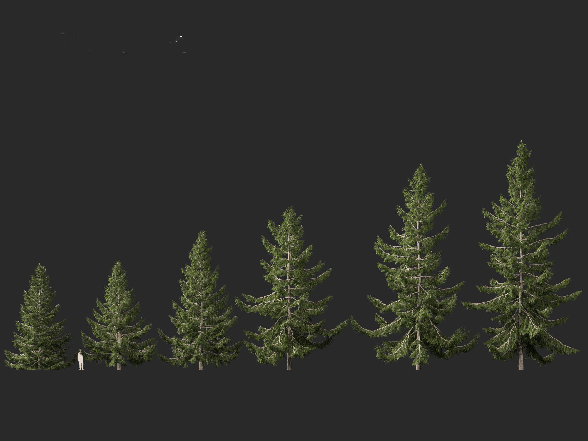 Tsuga heterophylla - Western hemlock 3D model_2