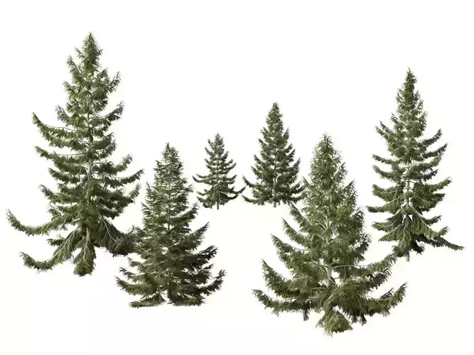 Tsuga heterophylla - Western hemlock