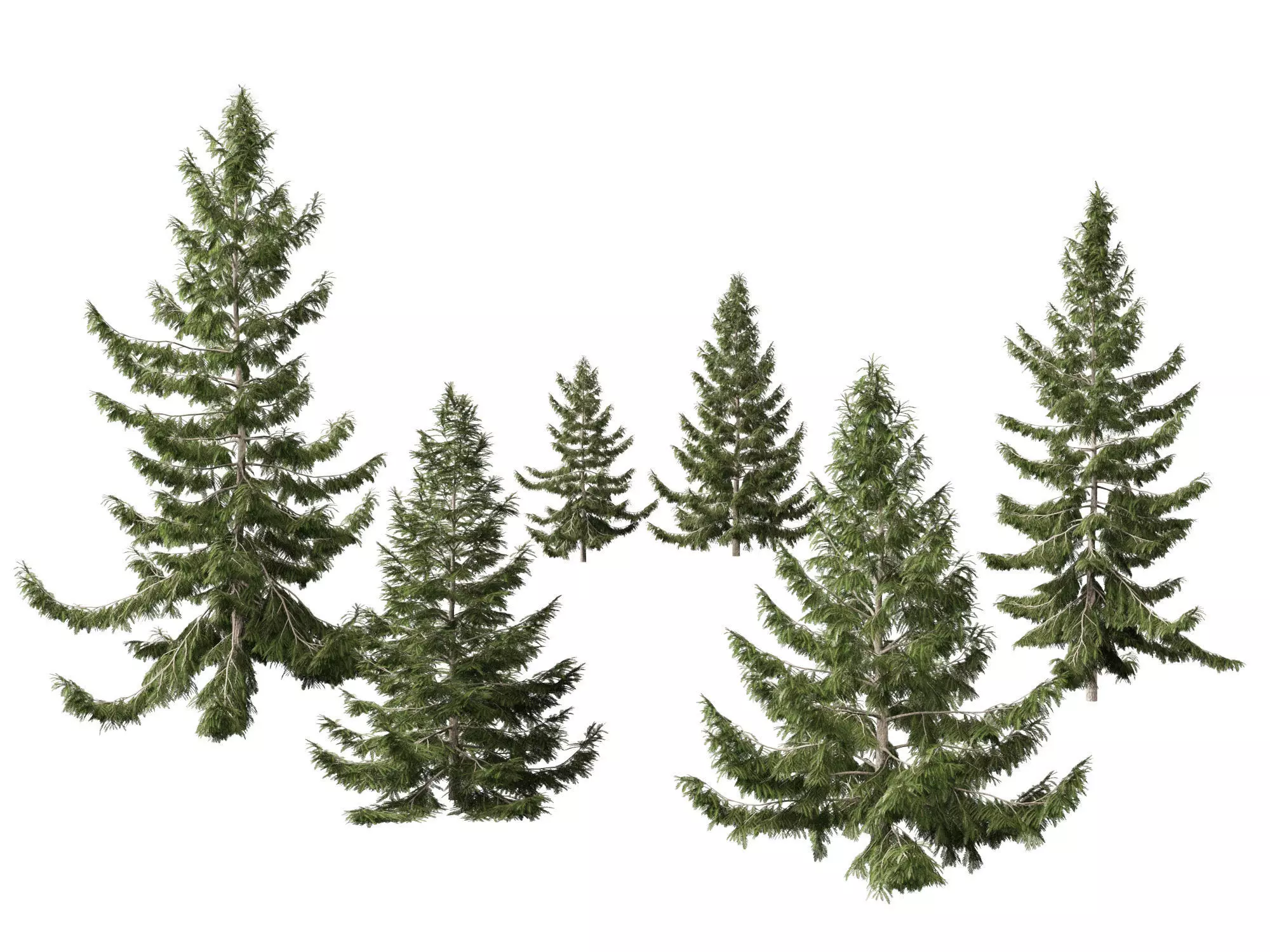 Tsuga heterophylla - Western hemlock 3D model_0