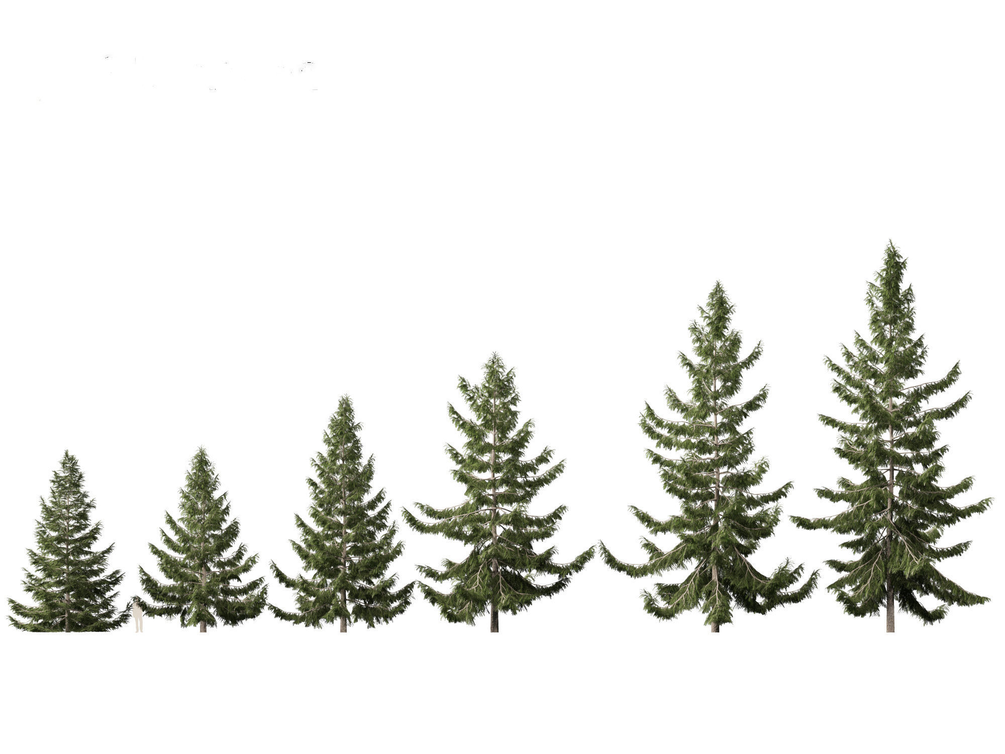 Tsuga heterophylla - Western hemlock 3D model_1
