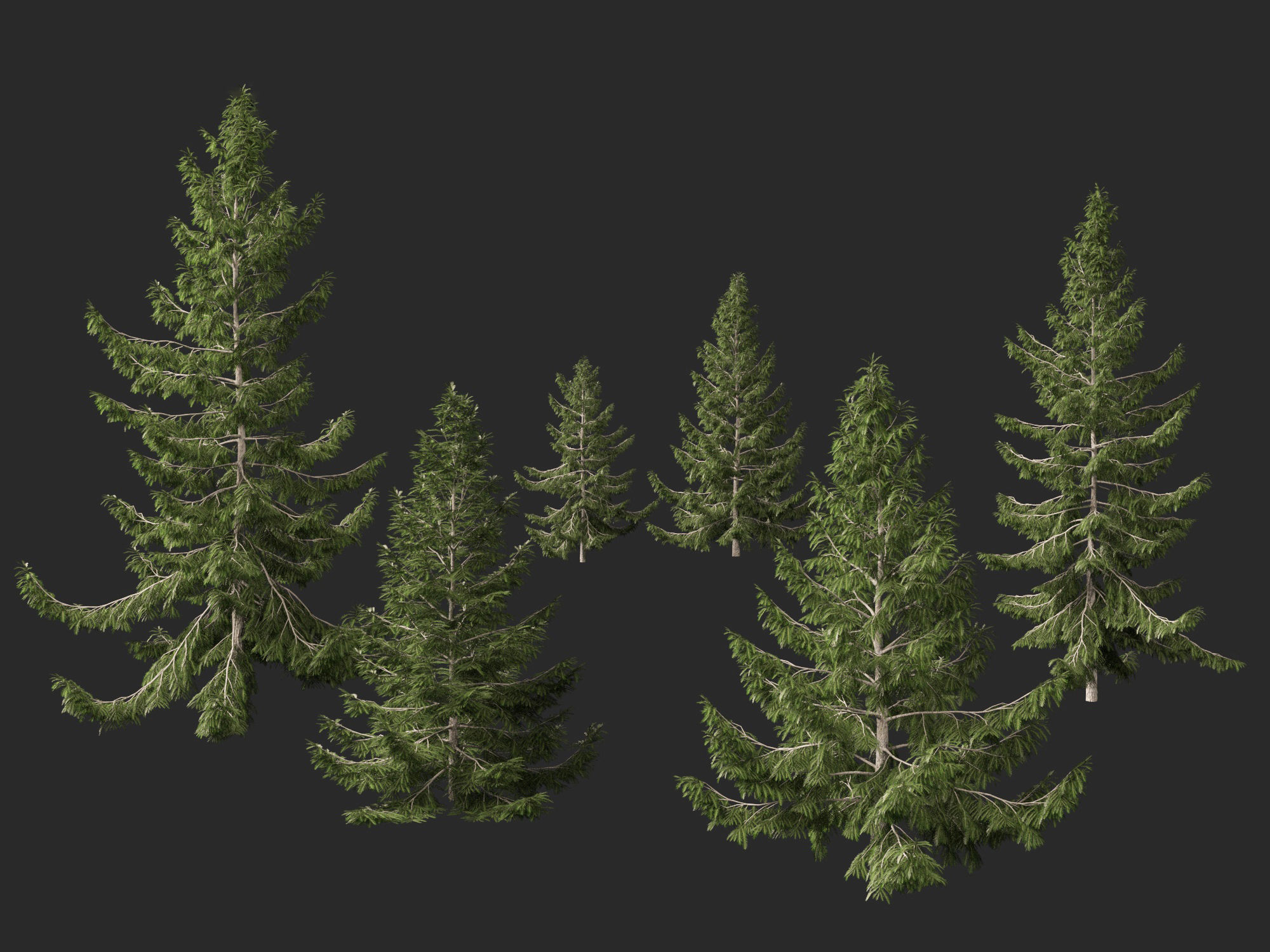 Tsuga heterophylla - Western hemlock 3D model_7