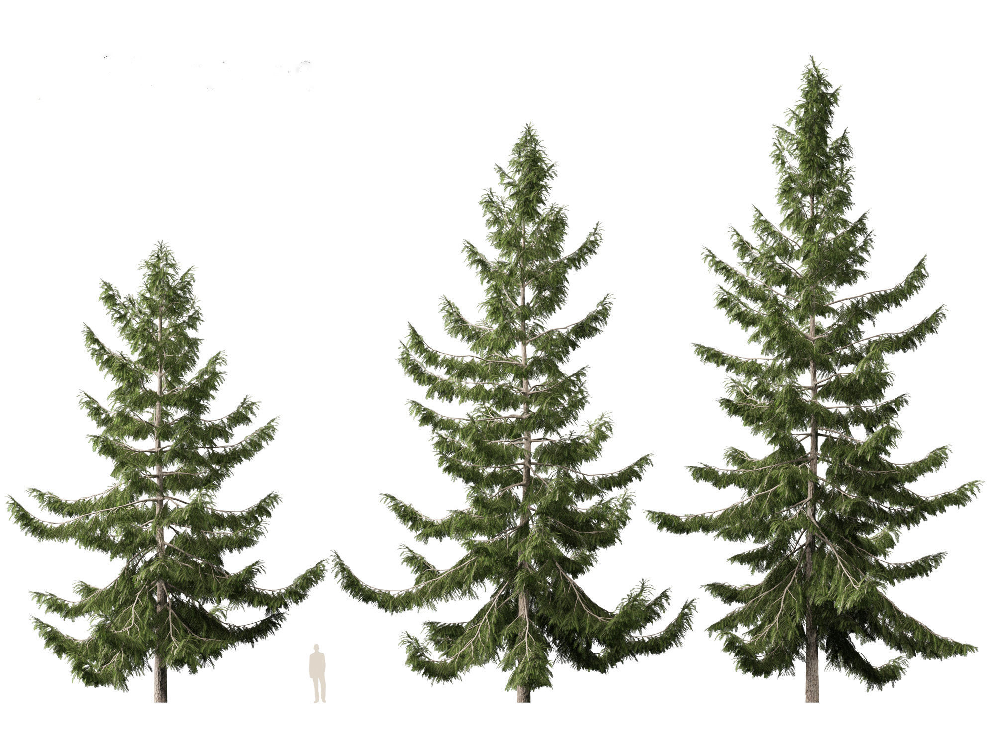 Tsuga heterophylla - Western hemlock 3D model_5