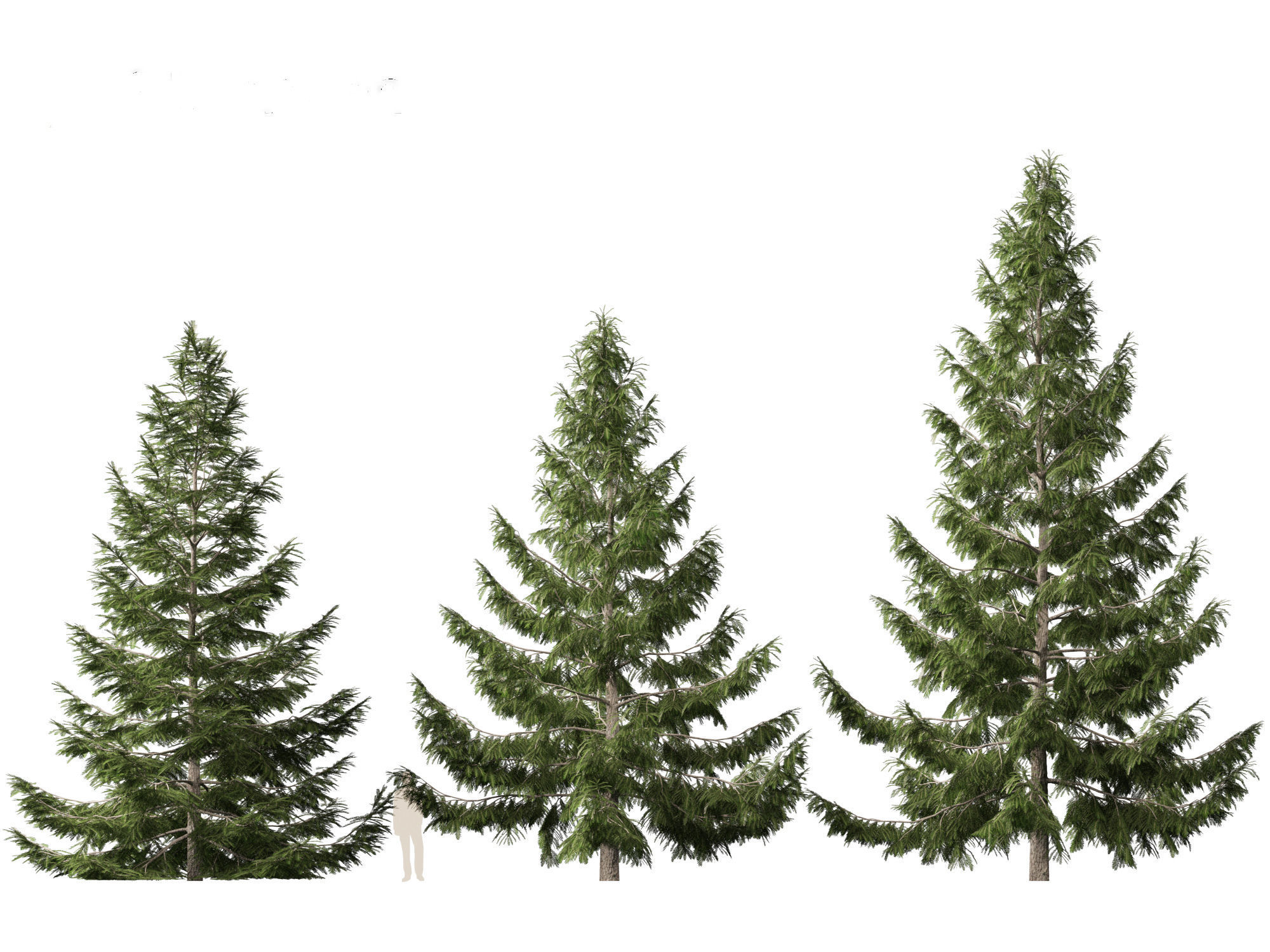 Tsuga heterophylla - Western hemlock 3D model_3