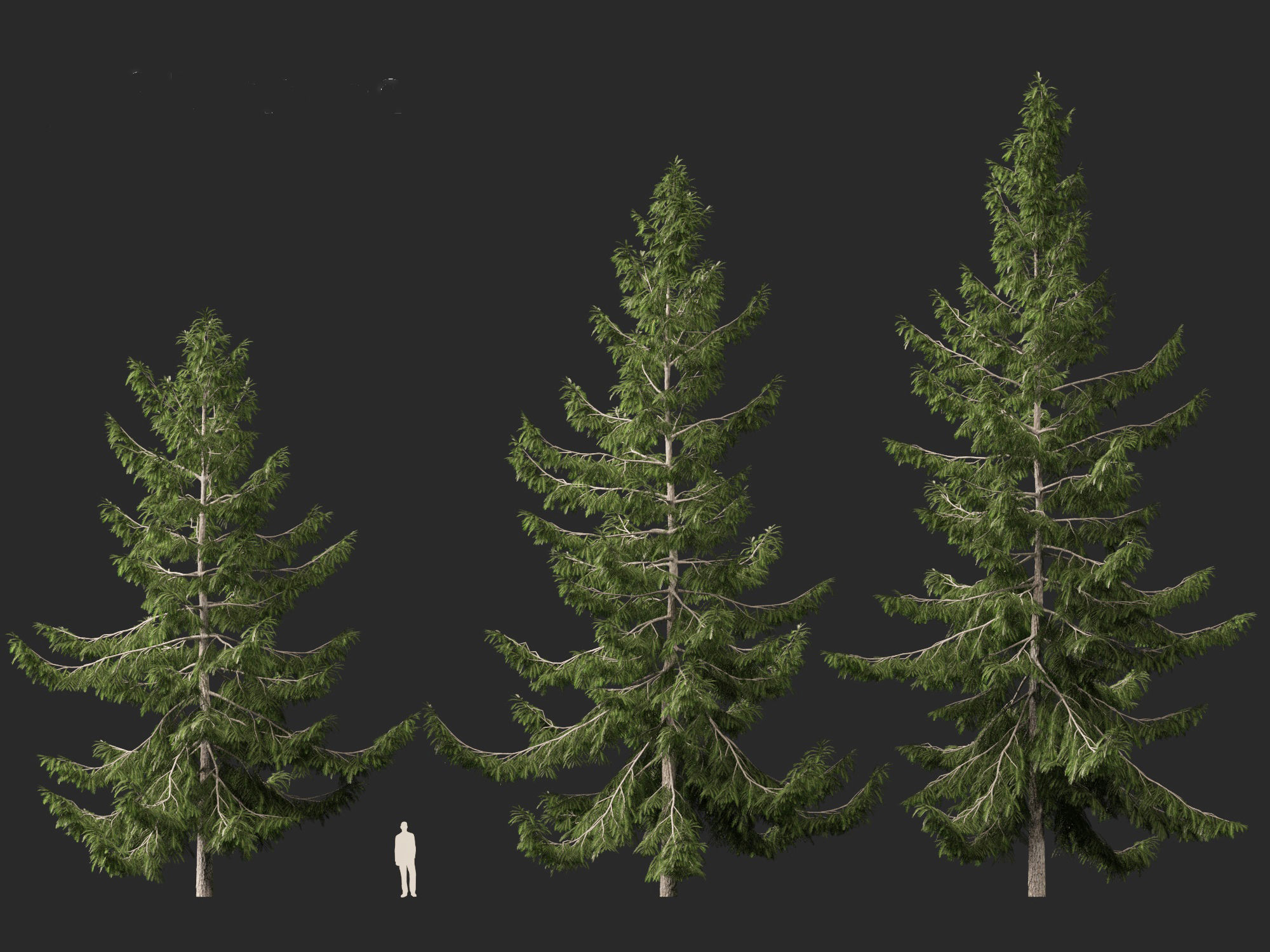 Tsuga heterophylla - Western hemlock 3D model_6