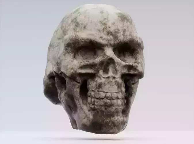Human Skull 3d Model Custom Sculpt