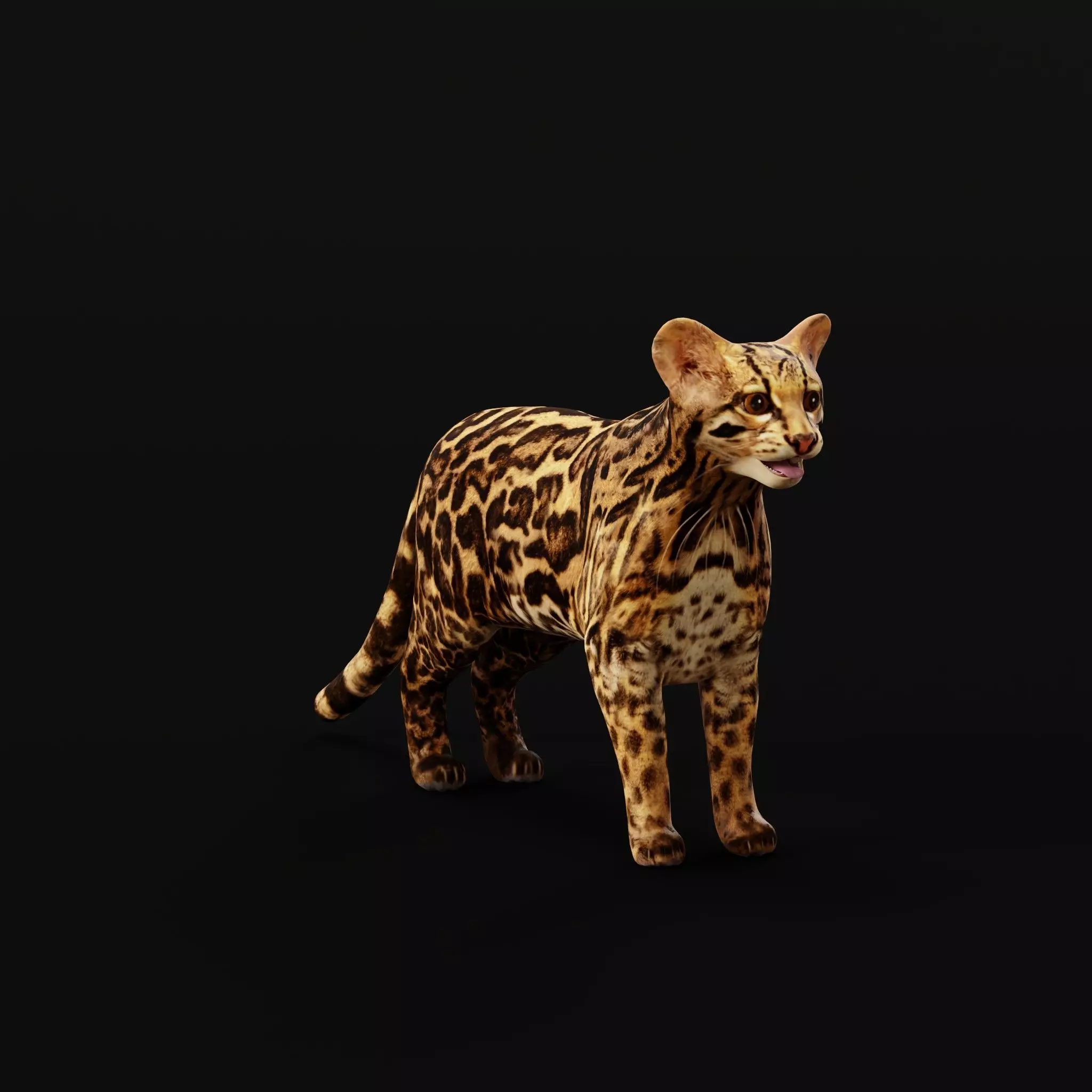 American Margay Wild Cat Low-poly 3D model_0