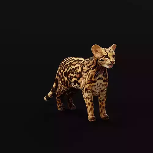 American Margay Wild Cat Low-poly 3D model