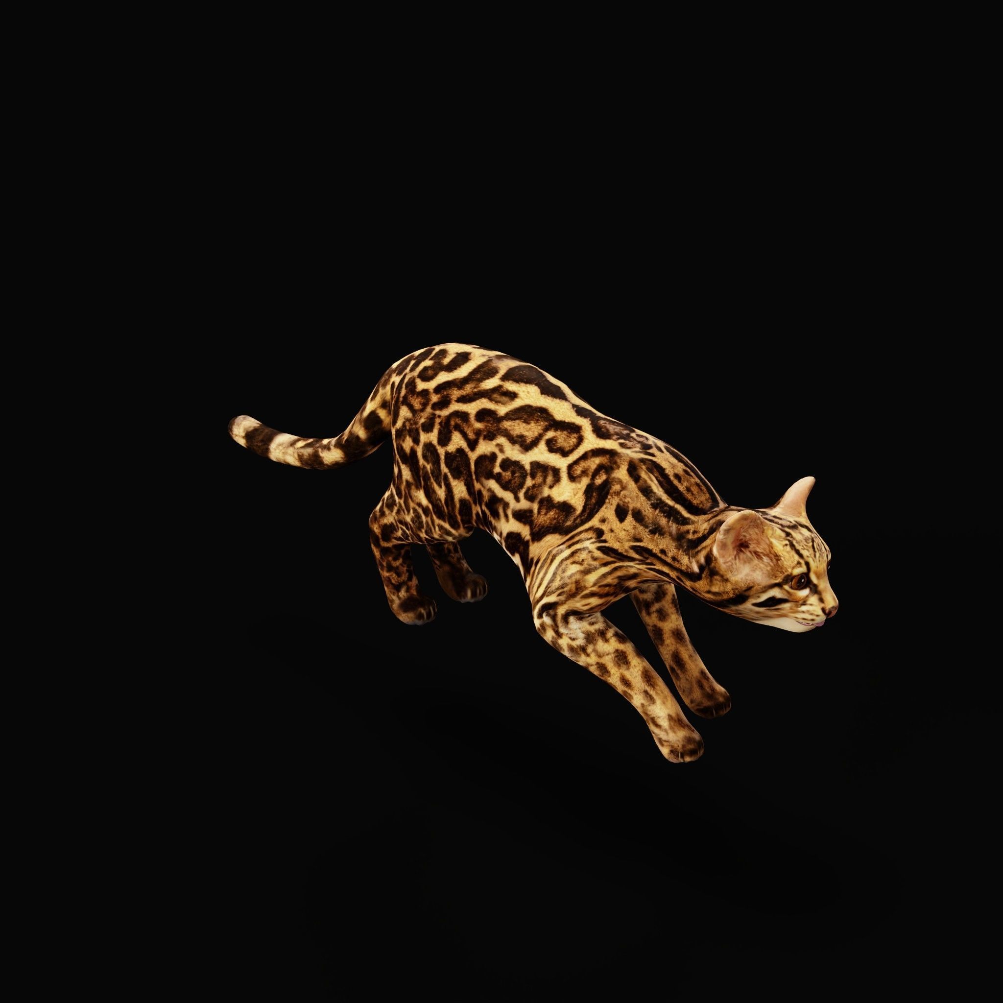 American Margay Wild Cat Low-poly 3D model_33