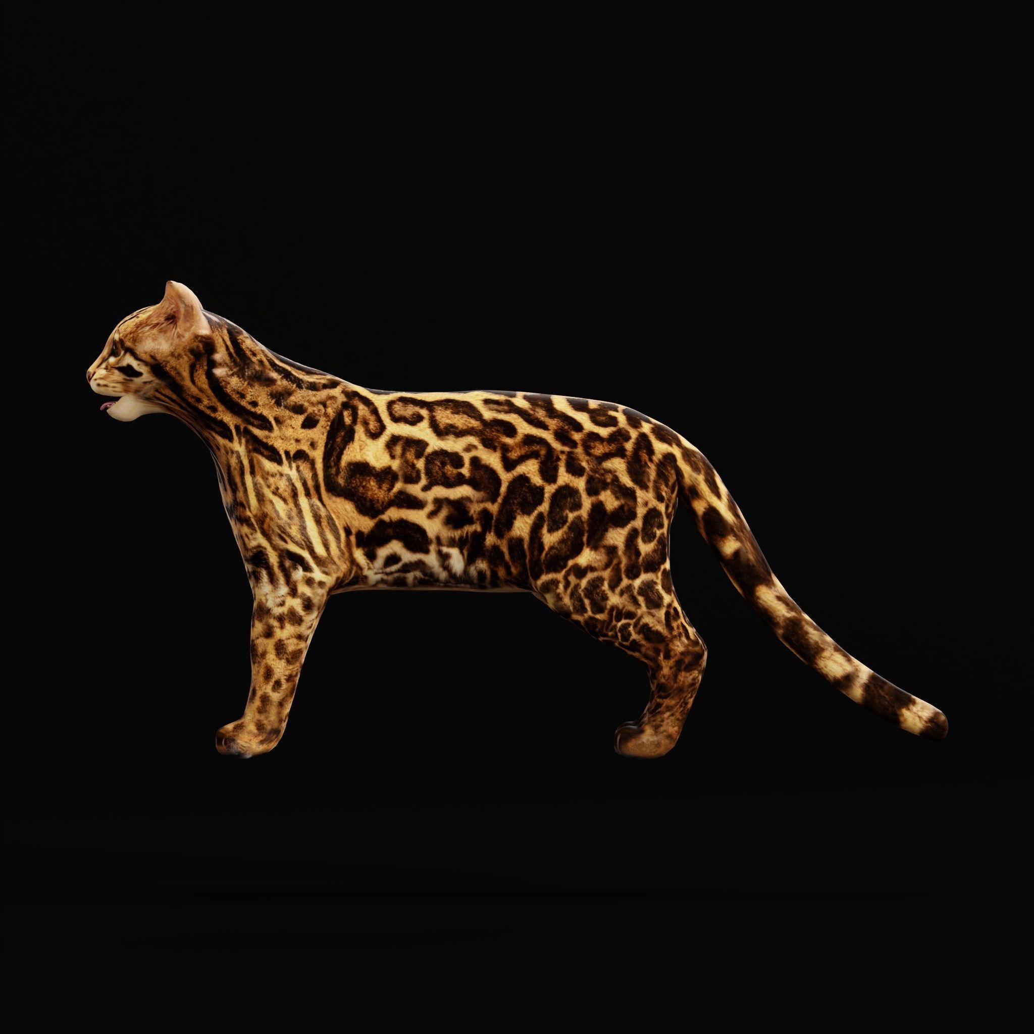 American Margay Wild Cat Low-poly 3D model_34