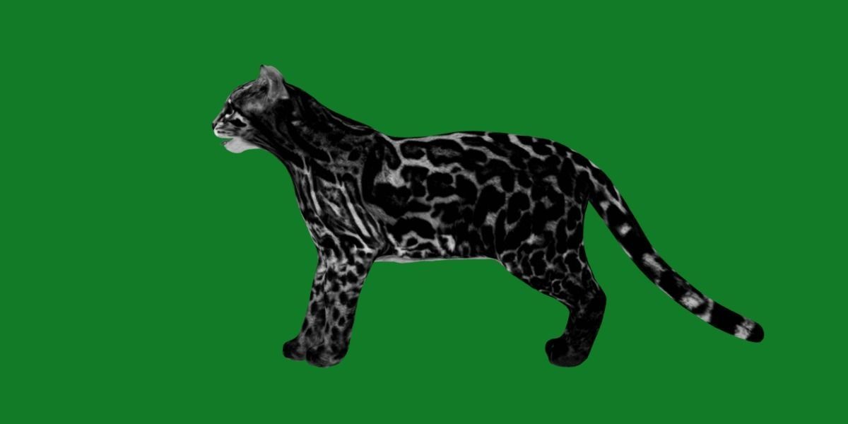 American Margay Wild Cat Low-poly 3D model_10