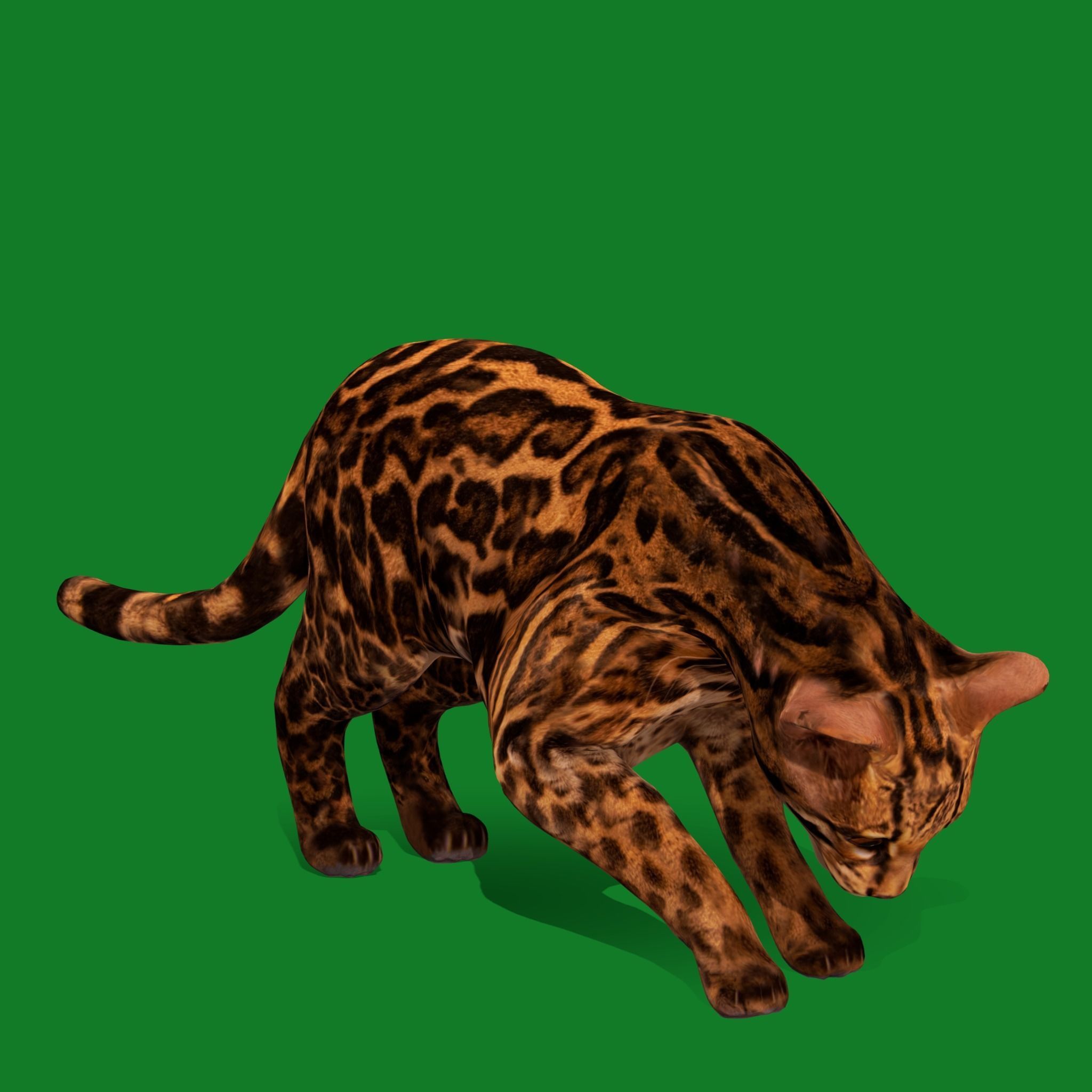 American Margay Wild Cat Low-poly 3D model_20