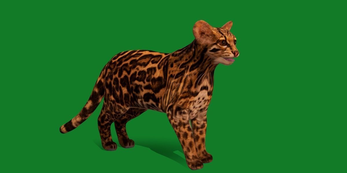 American Margay Wild Cat Low-poly 3D model_30