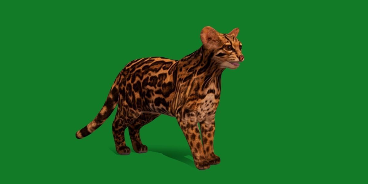 American Margay Wild Cat Low-poly 3D model_24