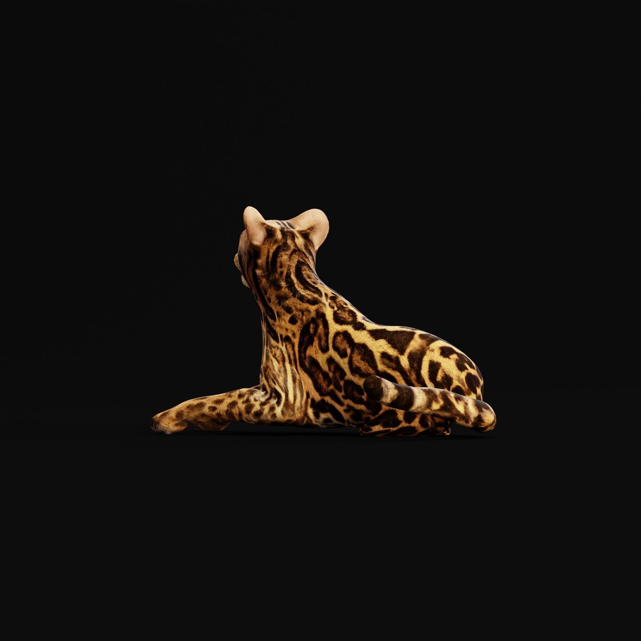 American Margay Wild Cat Low-poly 3D model_38