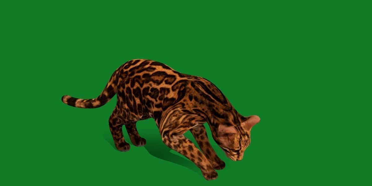 American Margay Wild Cat Low-poly 3D model_17