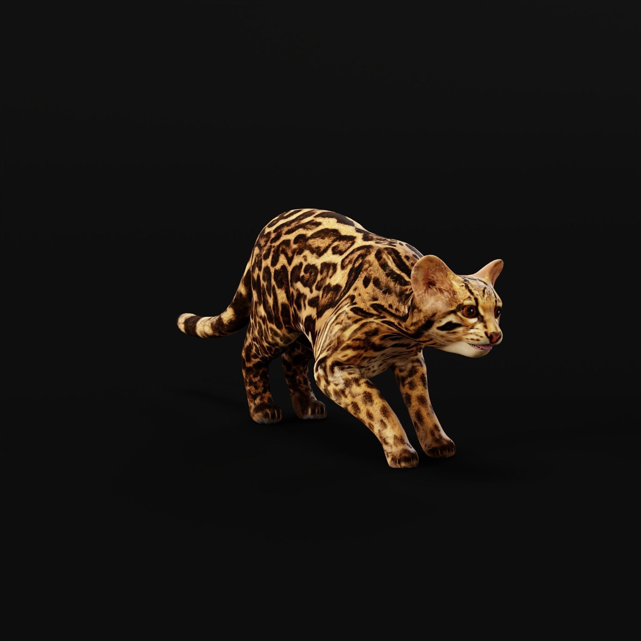 American Margay Wild Cat Low-poly 3D model_31