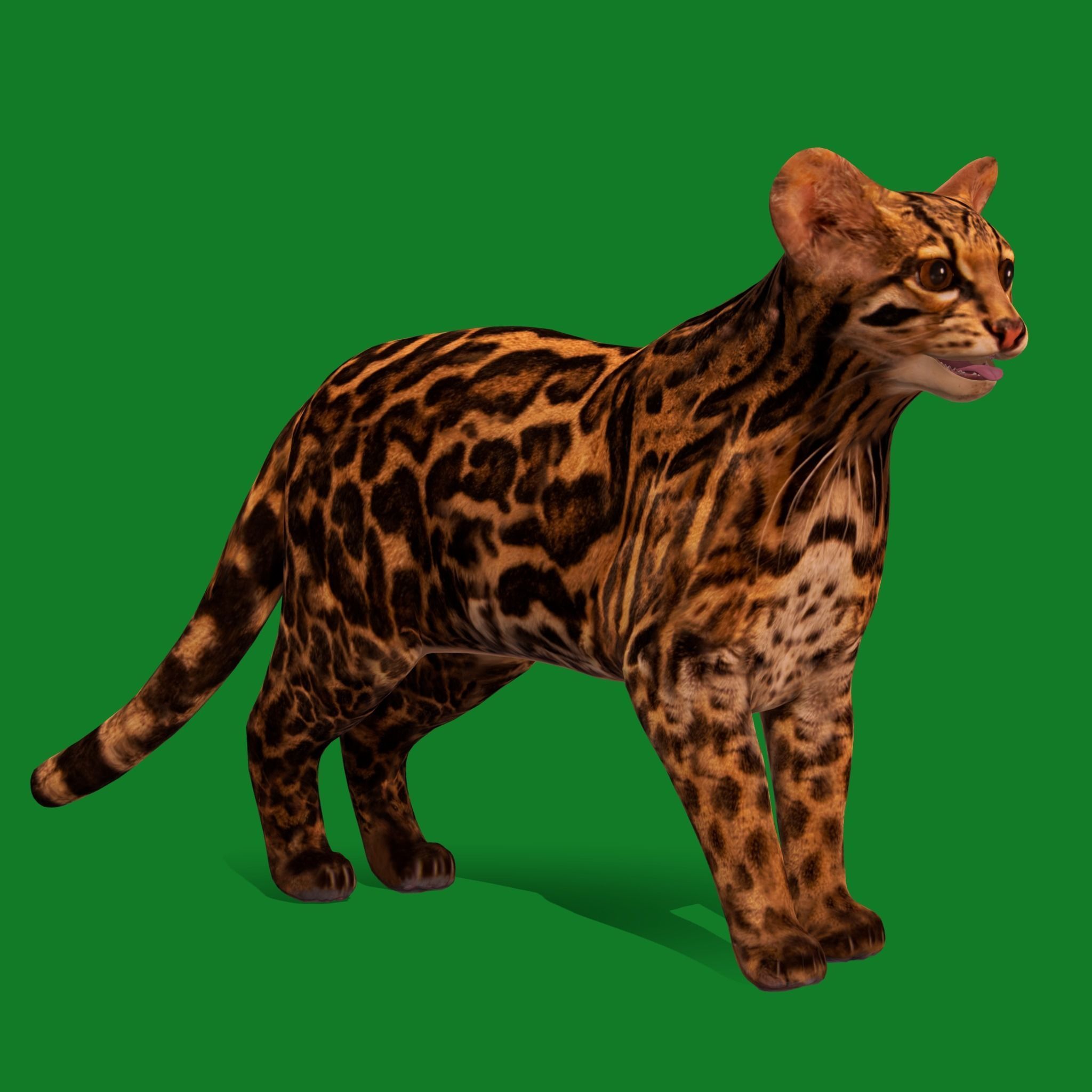American Margay Wild Cat Low-poly 3D model_19