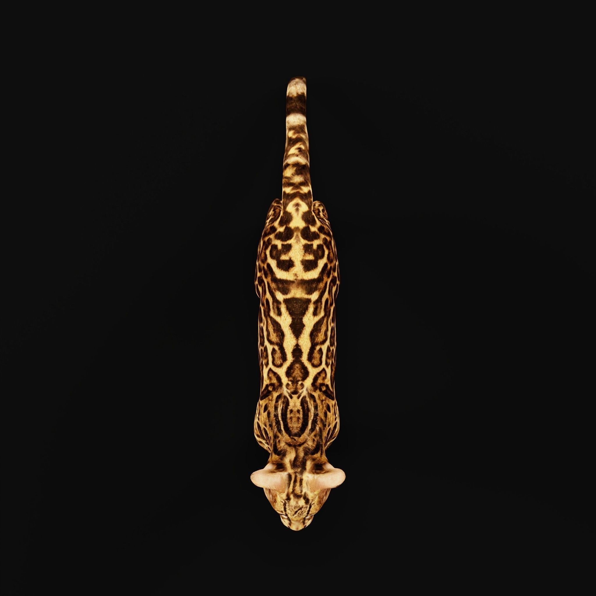 American Margay Wild Cat Low-poly 3D model_5