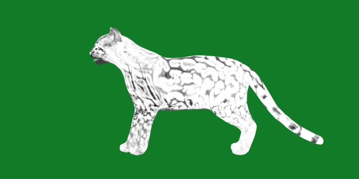 American Margay Wild Cat Low-poly 3D model_9