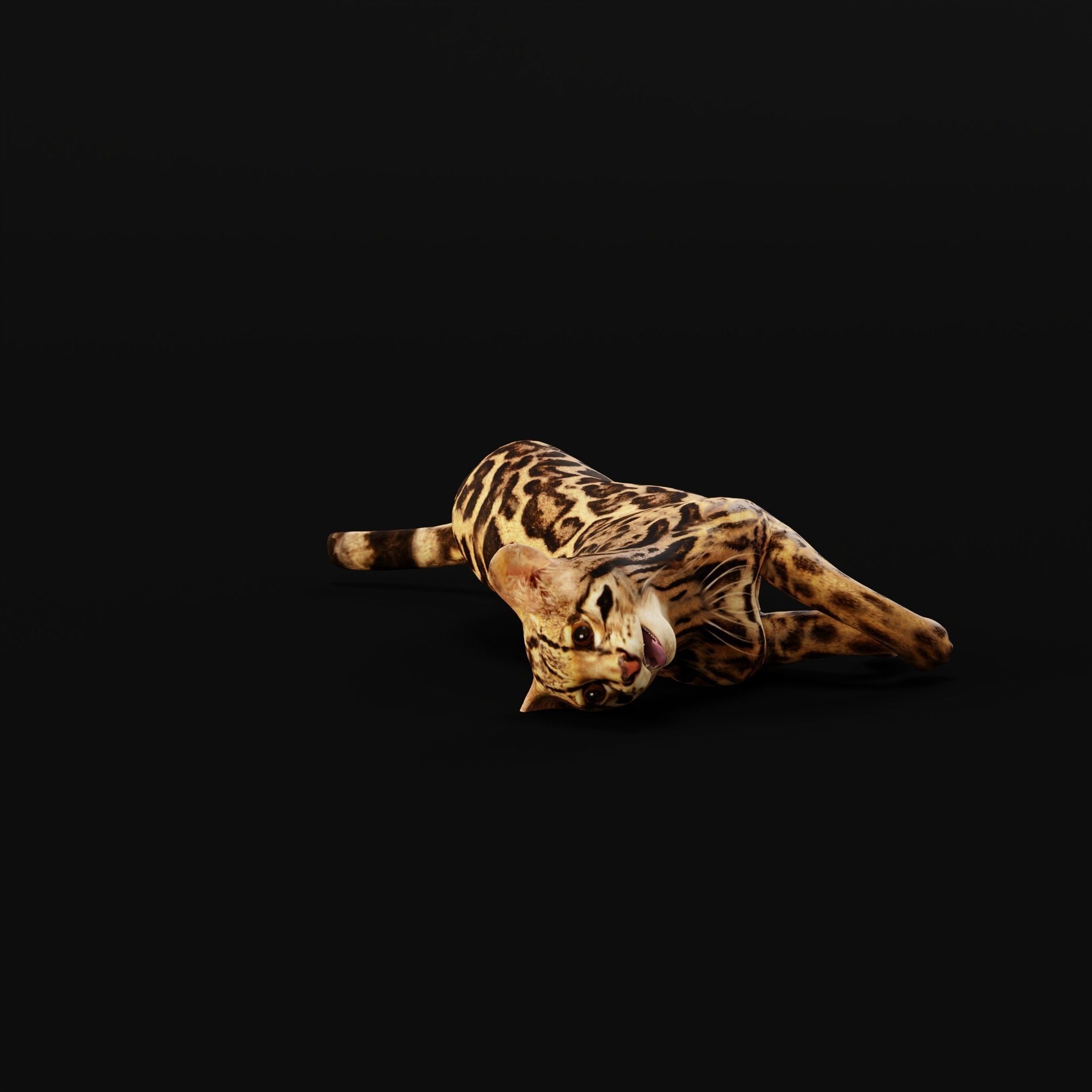 American Margay Wild Cat Low-poly 3D model_35