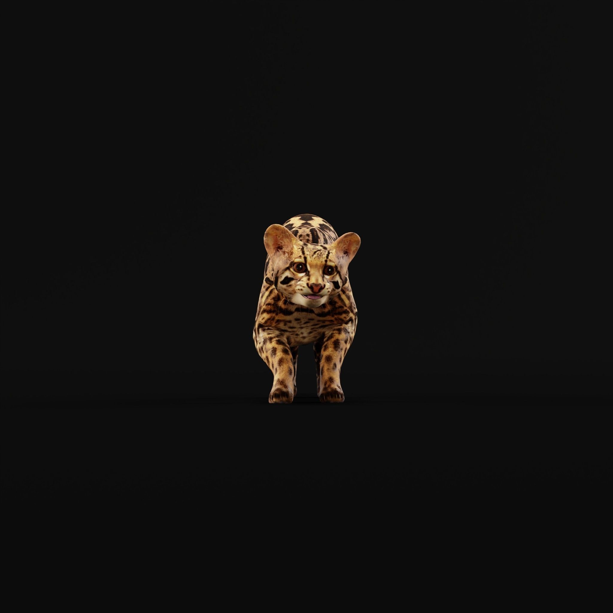 American Margay Wild Cat Low-poly 3D model_32