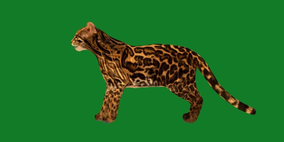 American Margay Wild Cat Low-poly 3D model_29