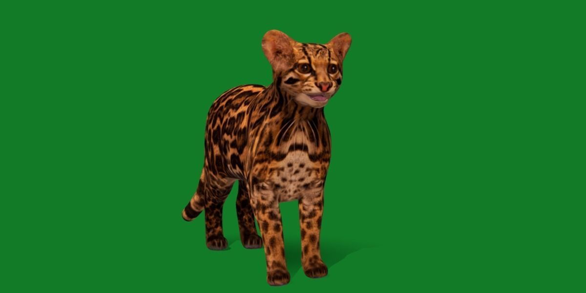 American Margay Wild Cat Low-poly 3D model_6