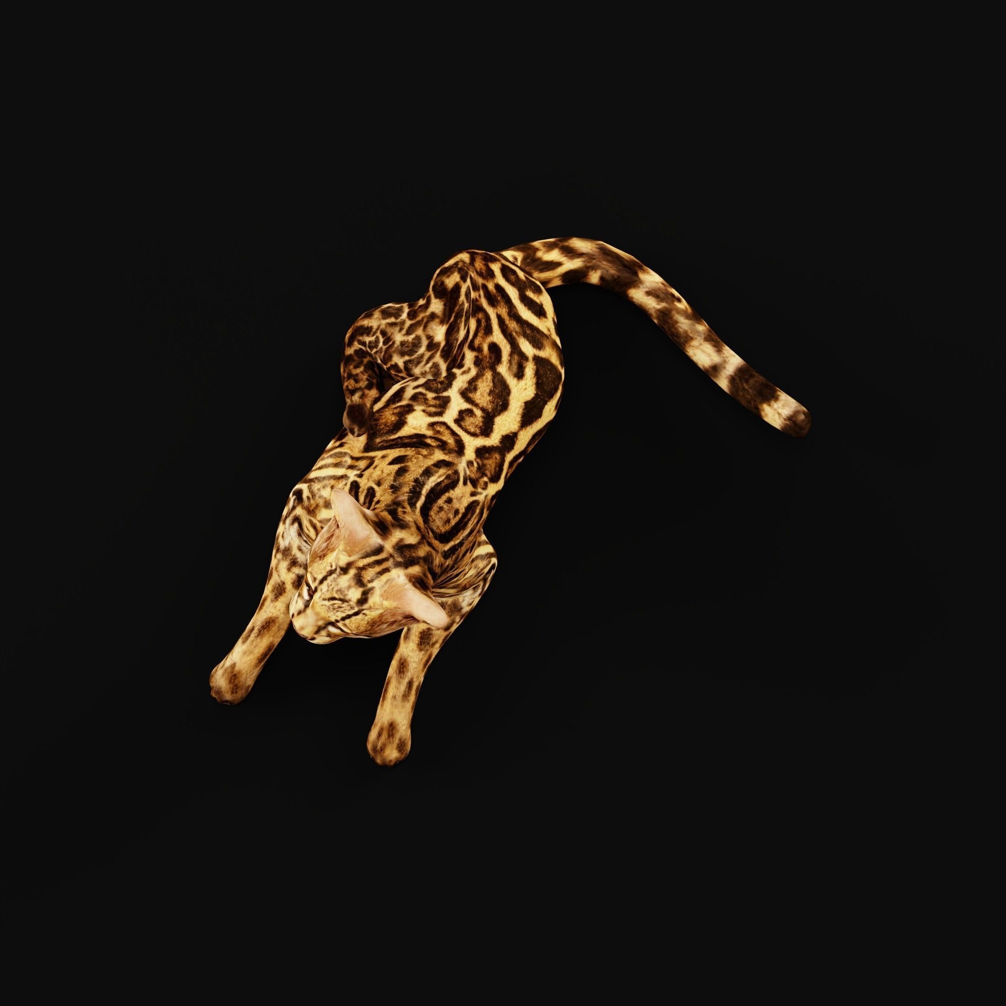 American Margay Wild Cat Low-poly 3D model_36