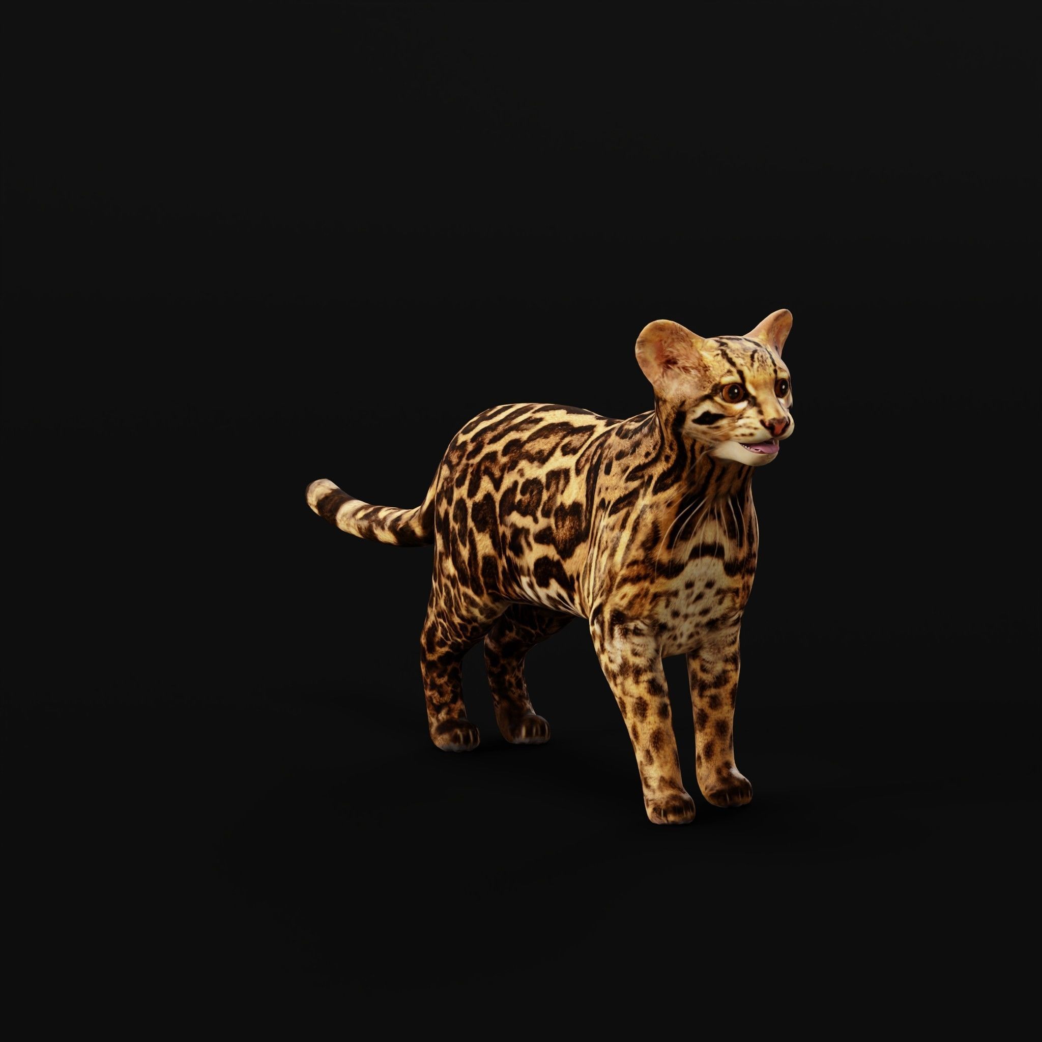 American Margay Wild Cat Low-poly 3D model_40