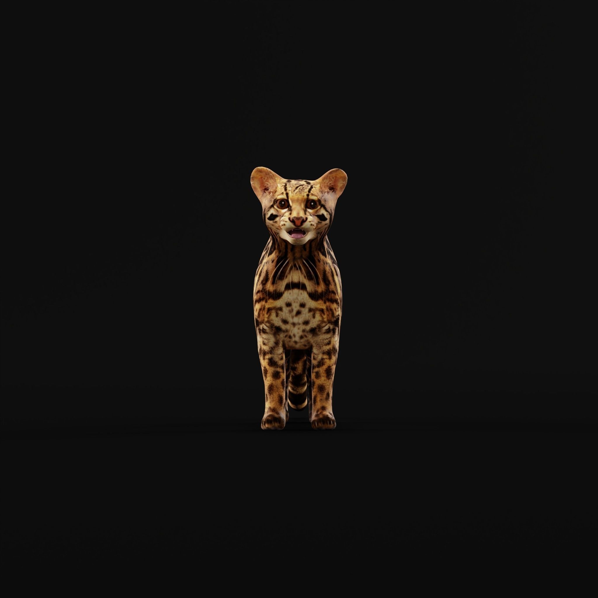 American Margay Wild Cat Low-poly 3D model_3