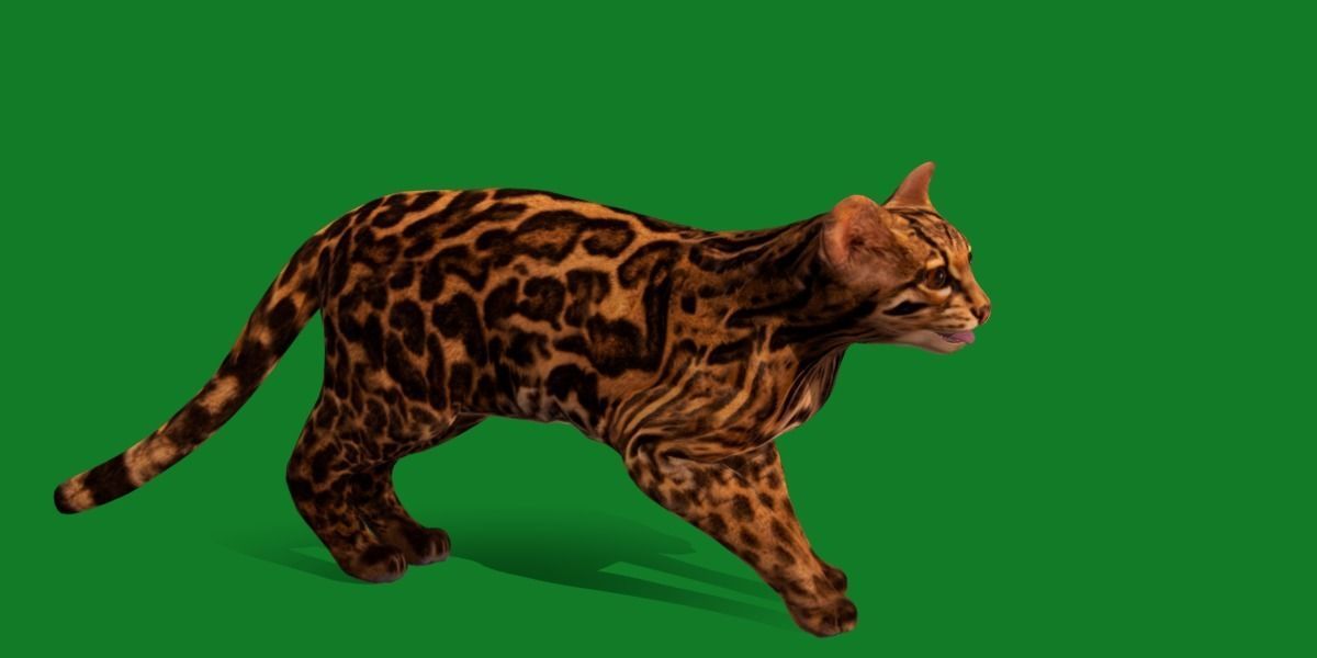 American Margay Wild Cat Low-poly 3D model_22