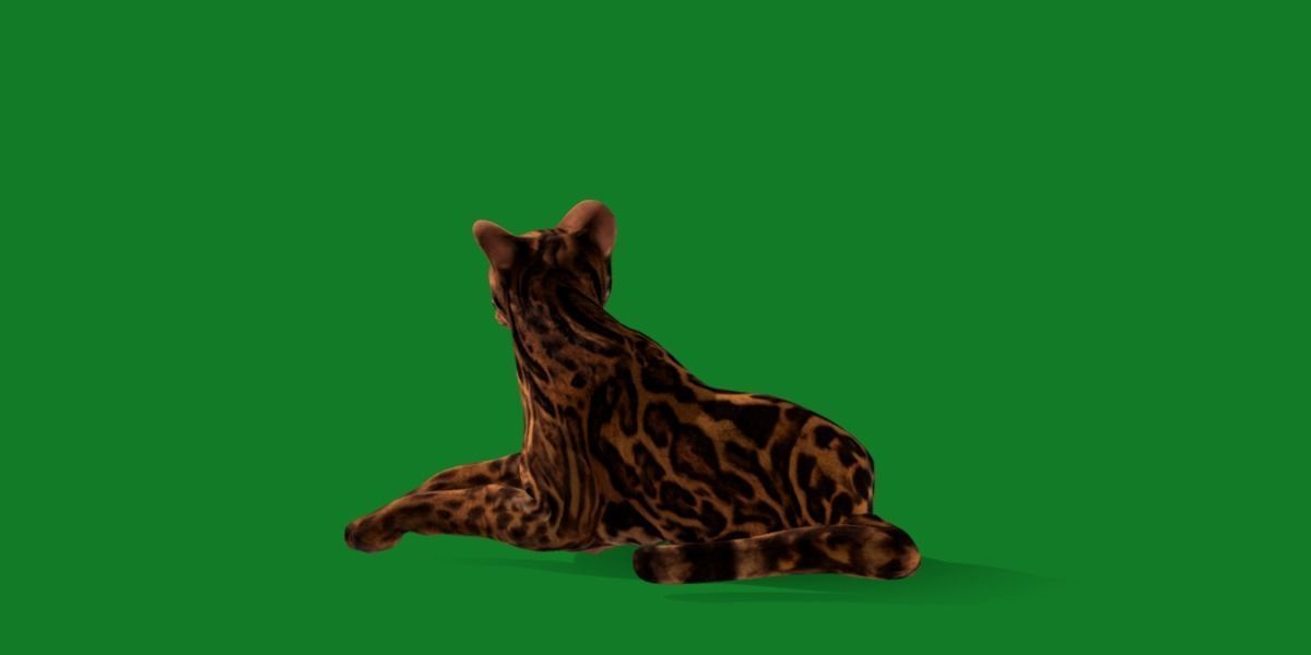 American Margay Wild Cat Low-poly 3D model_23