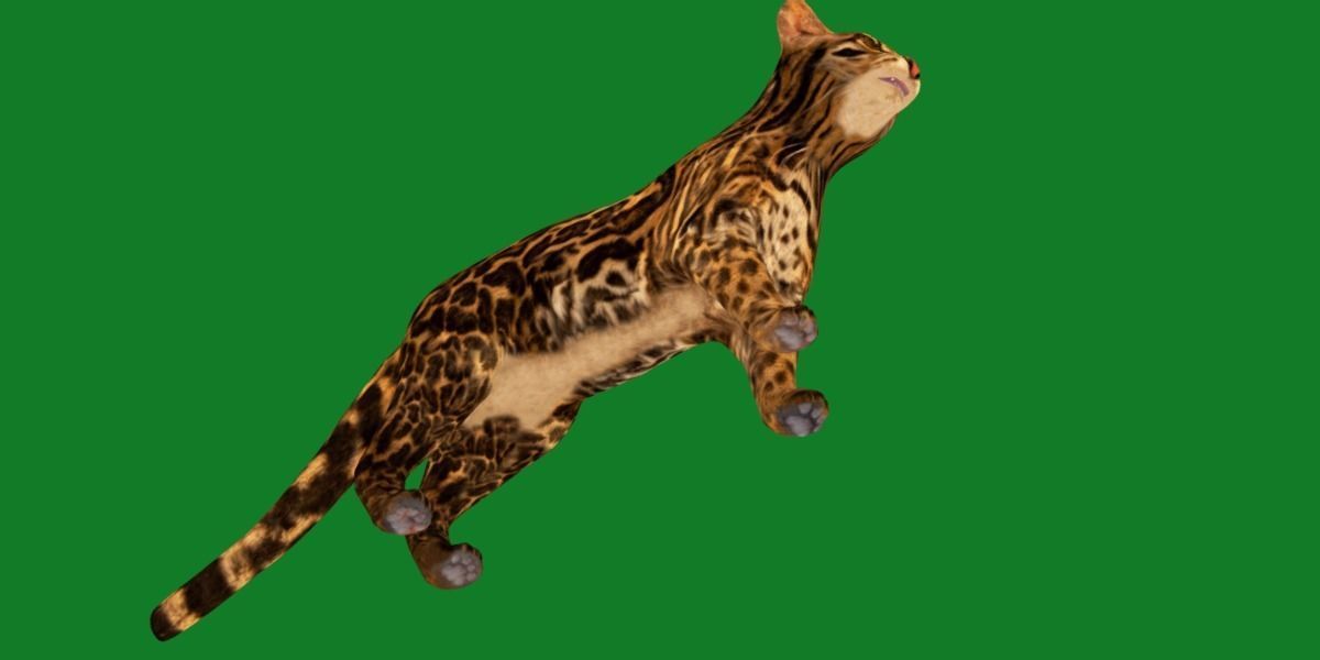 American Margay Wild Cat Low-poly 3D model_28