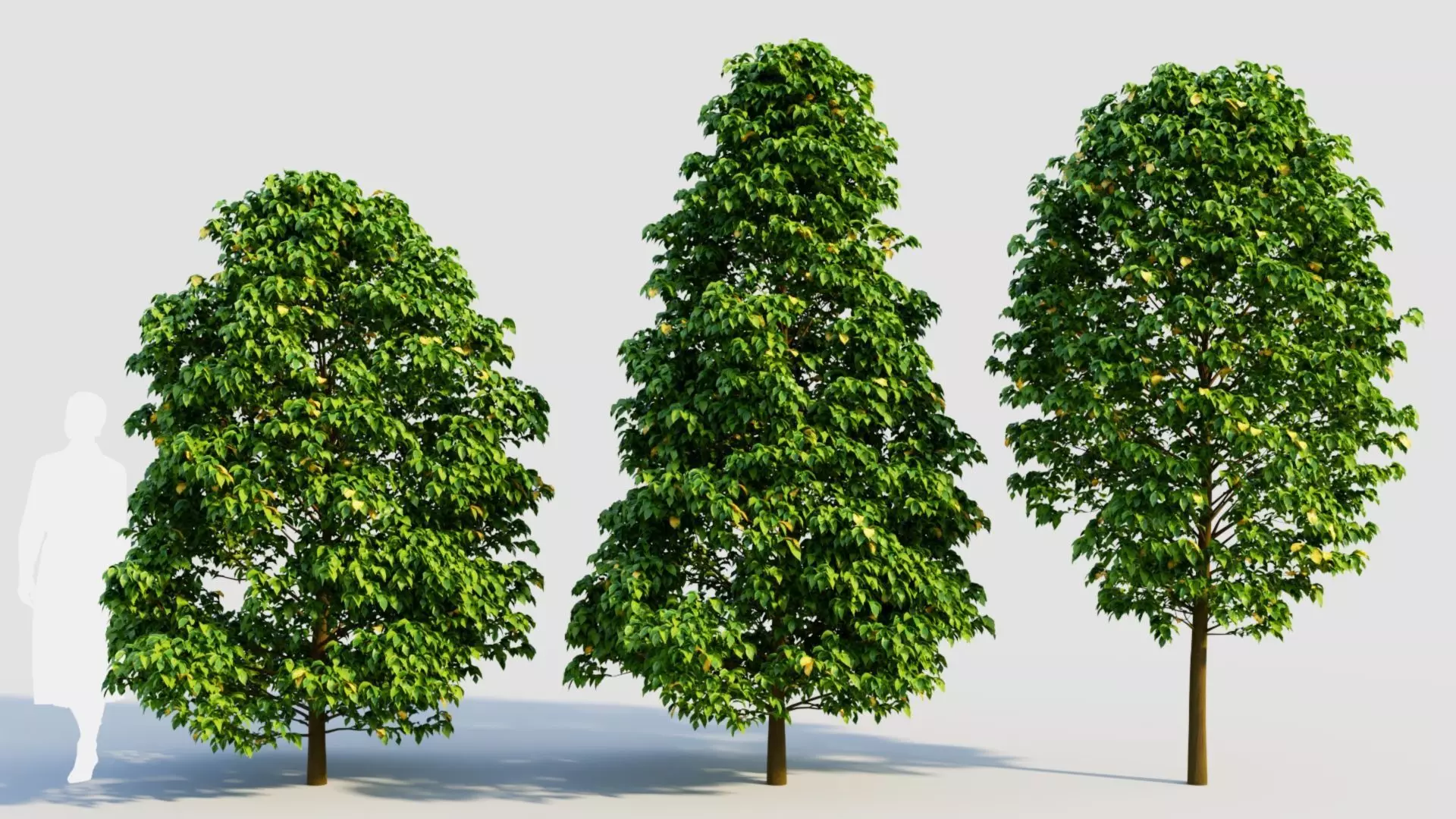 Carpinus betulus b 3D model_0