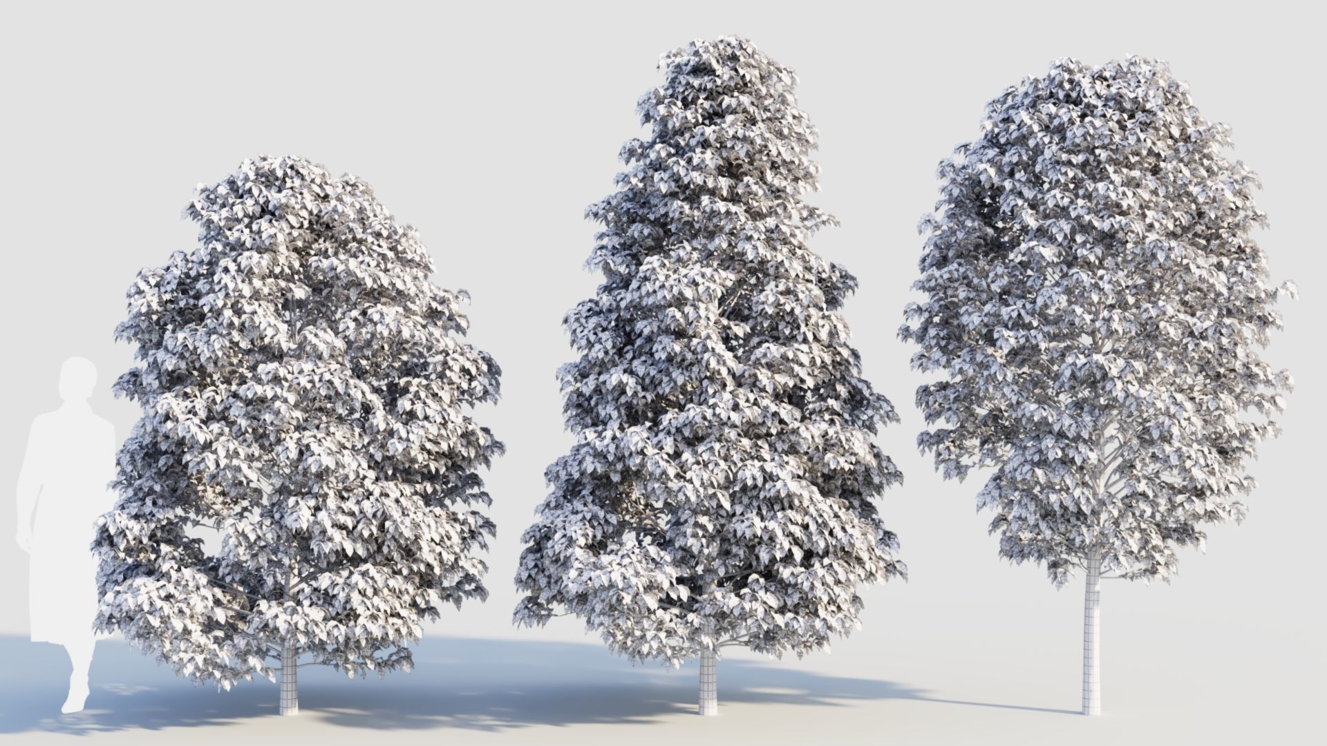 Carpinus betulus b 3D model_8