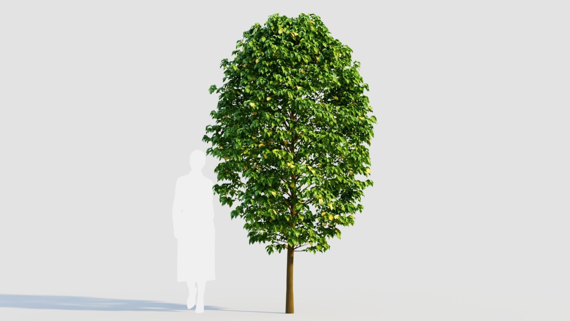Carpinus betulus b 3D model_7