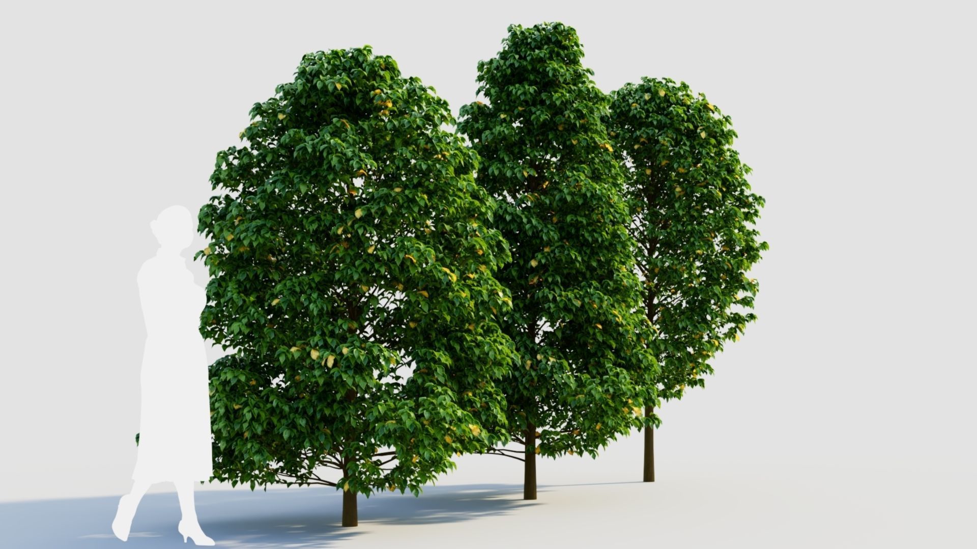 Carpinus betulus b 3D model_3
