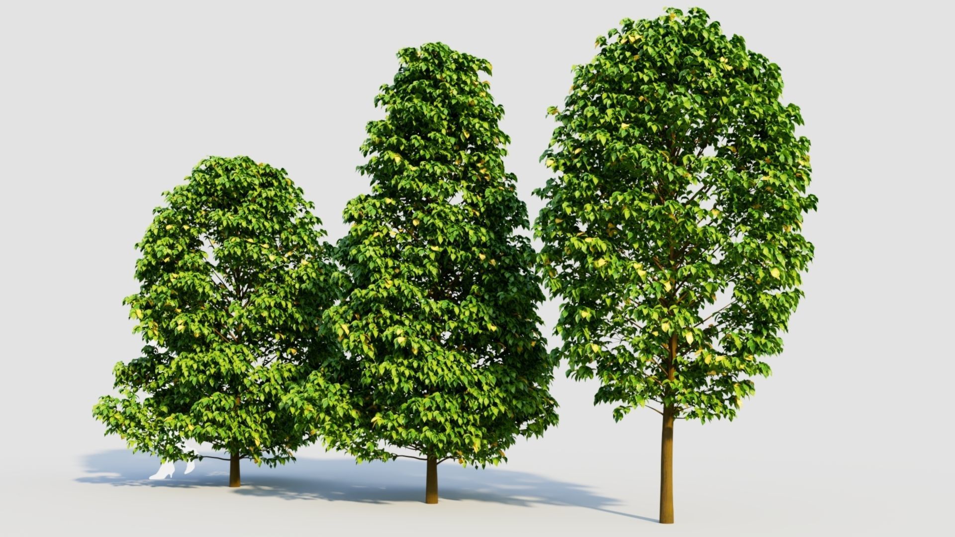 Carpinus betulus b 3D model_1